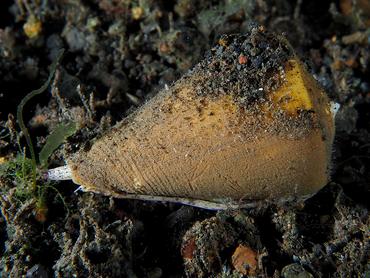 Oak Cone - Conus quercinus - Komodo, Indonesia