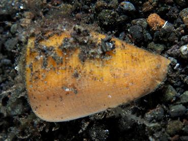 Oak Cone - Conus quercinus - Komodo, Indonesia