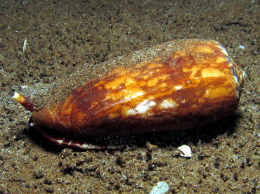 Striated Cone - Conus striatus - Dumaguete, Philippines