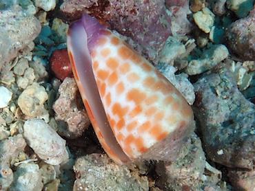 Tessellate Cone - Conus tessulatus - Moorea, French Polynesia