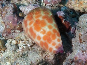 Tessellate Cone - Conus tessulatus - Moorea, French Polynesia
