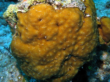 Coral Encrusting Sponge - Cliona caribbaea - Nassau, Bahamas