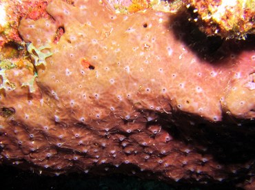 Coral Encrusting Sponge - Cliona caribbaea - Bonaire