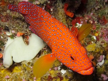 Coral Grouper - Cephalopholis miniata - Palau