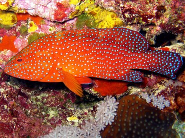 Coral Grouper - Cephalopholis miniata - Yap, Micronesia