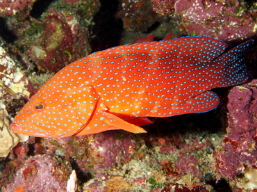 Coral Grouper - Cephalopholis miniata - Fiji
