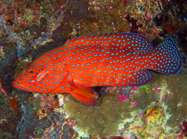 Coral Grouper - Cephalopholis miniata - Palau