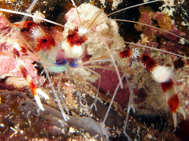 Banded Coral Shrimp - Stenopus hispidus - The Exumas, Bahamas