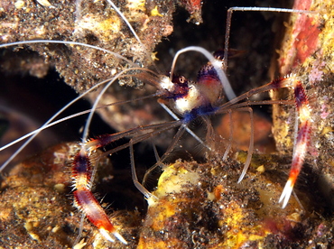 Banded Coral Shrimp - Stenopus hispidus - Bali, Indonesia