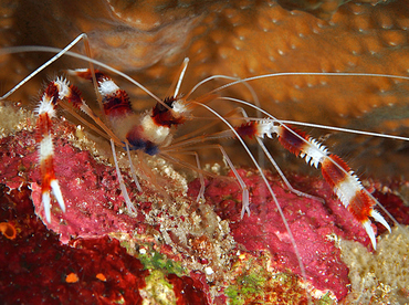 Banded Coral Shrimp - Stenopus hispidus - Wakatobi, Indonesia