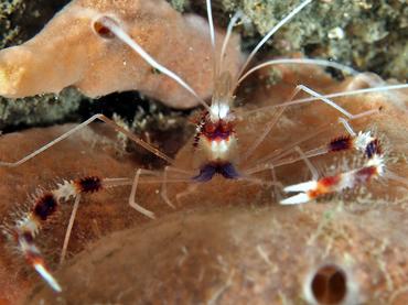 Banded Coral Shrimp - Stenopus hispidus - Blue Heron Bridge, Florida