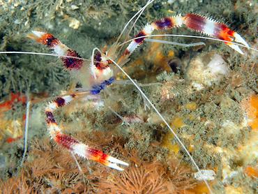 Banded Coral Shrimp - Stenopus hispidus - Blue Heron Bridge, Florida