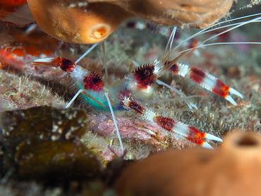 Banded Coral Shrimp - Stenopus hispidus - British Virgin Islands