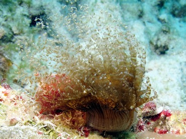 Corkscrew Anemone - Bartholomea annulata - Bonaire