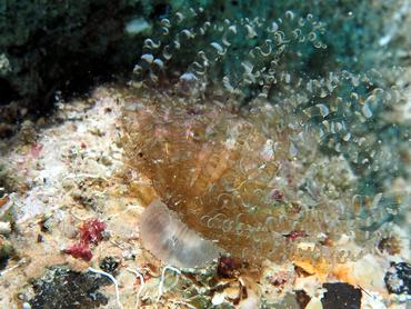 Corkscrew Anemone - Bartholomea annulata - British Virgin Islands