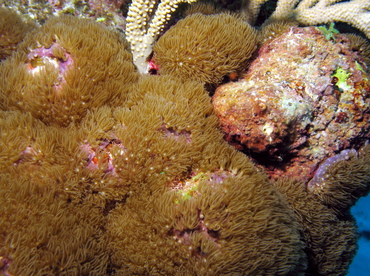 Corky Sea Finger - Briareum asbestinum - Grand Cayman