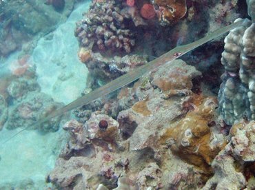 Bluespotted Cornetfish - Fistularia commersonii - Maui, Hawaii