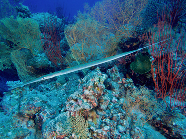 Bluespotted Cornetfish - Fistularia commersonii - Coral Sea, Australia