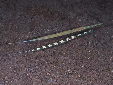 Bluespotted Cornetfish - Fistularia commersonii - Komodo, Indonesia