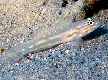 Patch-Reef Goby - Coryphopterus tortugae - Grand Cayman