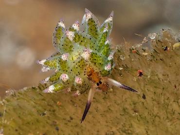 Leaf Sheep - Costasiella kuroshimae - Bali, Indonesia