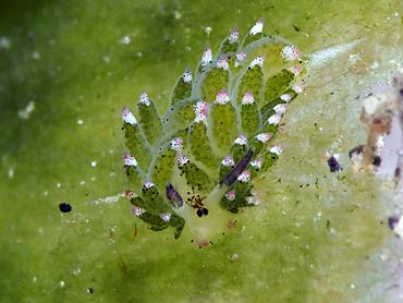 Leaf Sheep - Costasiella kuroshimae - Komodo, Indonesia