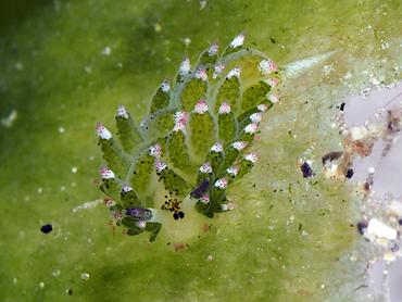 Leaf Sheep - Costasiella kuroshimae - Komodo, Indonesia