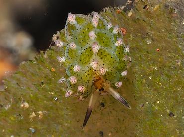 Leaf Sheep - Costasiella kuroshimae - Bali, Indonesia