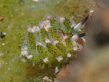 Leaf Sheep - Costasiella kuroshimae - Bali, Indonesia