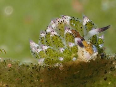 Leaf Sheep - Costasiella kuroshimae - Bali, Indonesia