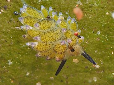 Leaf Sheep - Costasiella kuroshimae - Bali, Indonesia