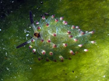 Leaf Sheep - Costasiella kuroshimae - Komodo, Indonesia
