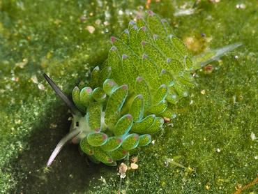 Purple-Tipped Costasiella - Costasiella sp. 1 - Bali, Indonesia