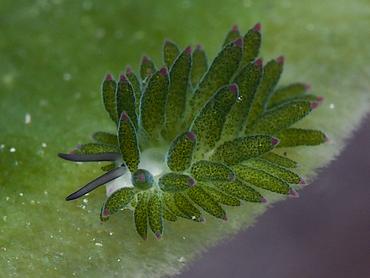 Purple-Tipped Costasiella - Costasiella sp. 1 - Lombok, Indonesia