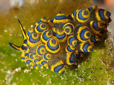 Deceptive Costasiella - Costasiella sp. 2 - Bali, Indonesia