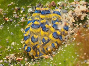 Deceptive Costasiella - Costasiella sp. 2 - Bali, Indonesia