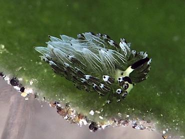 Rabbit Sapsucking Slug - Costasiella usagi - Komodo, Indonesia