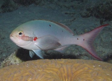 Atlantic Creolefish - Paranthias furcifer - Bonaire