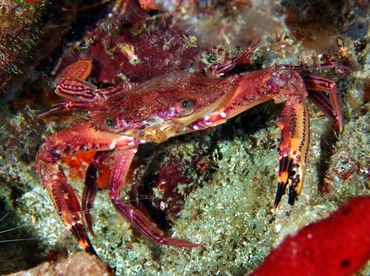 Blackpoint Sculling Crab - Cronious ruber - Palm Beach, Florida