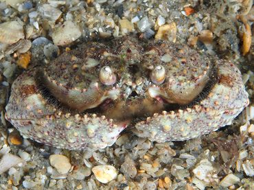 Shameface Heart Crab - Cryptosoma bairdii - Blue Heron Bridge, Florida