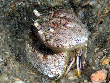 Shameface Heart Crab - Cryptosoma balguerii - Blue Heron Bridge, Florida