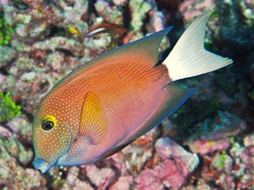 Pale-Tailed Bristletooth - Ctenochaetus flavicauda - Rangiroa, French Polynesia