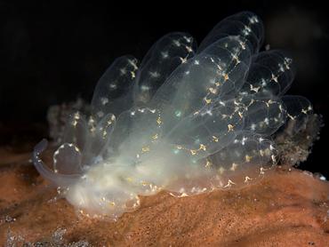 Elegant Sapsucking Slug - Cyerce elegans - Bali, Indonesia