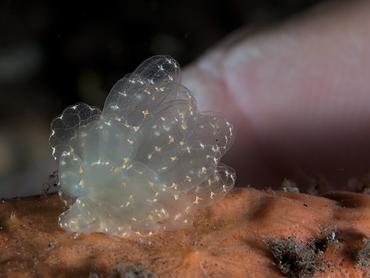 Elegant Sapsucking Slug - Cyerce elegans - Bali, Indonesia