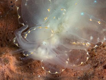 Elegant Sapsucking Slug - Cyerce elegans - Bali, Indonesia