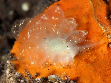 Elegant Sapsucking Slug - Cyerce elegans - Bali, Indonesia