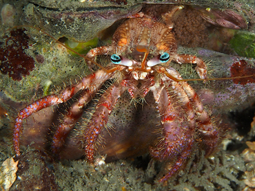 Bareye Hermit Crab - Dardanus fucosus - Palm Beach, Florida