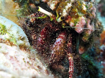 Dark Knee Hermit Crab - Dardanus lagopodes - Yap, Micronesia