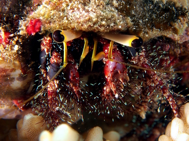 Dark Knee Hermit Crab - Dardanus lagopodes - Fiji