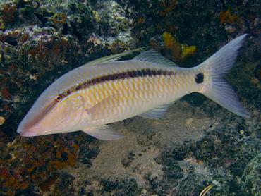 Dash-Dot Goatfish - Parupeneus barberinus - Rangiroa, French Polynesia